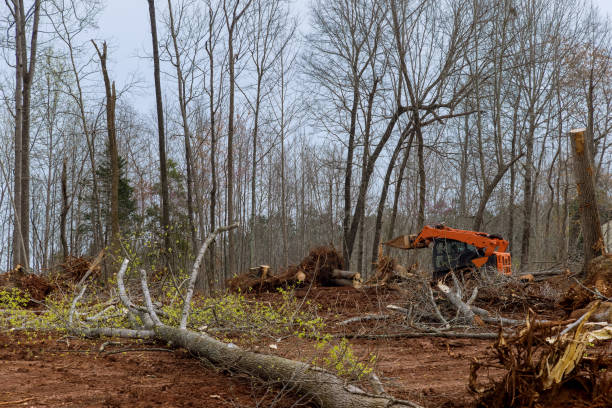 Best Stump Grinding and Removal  in Vista, CA